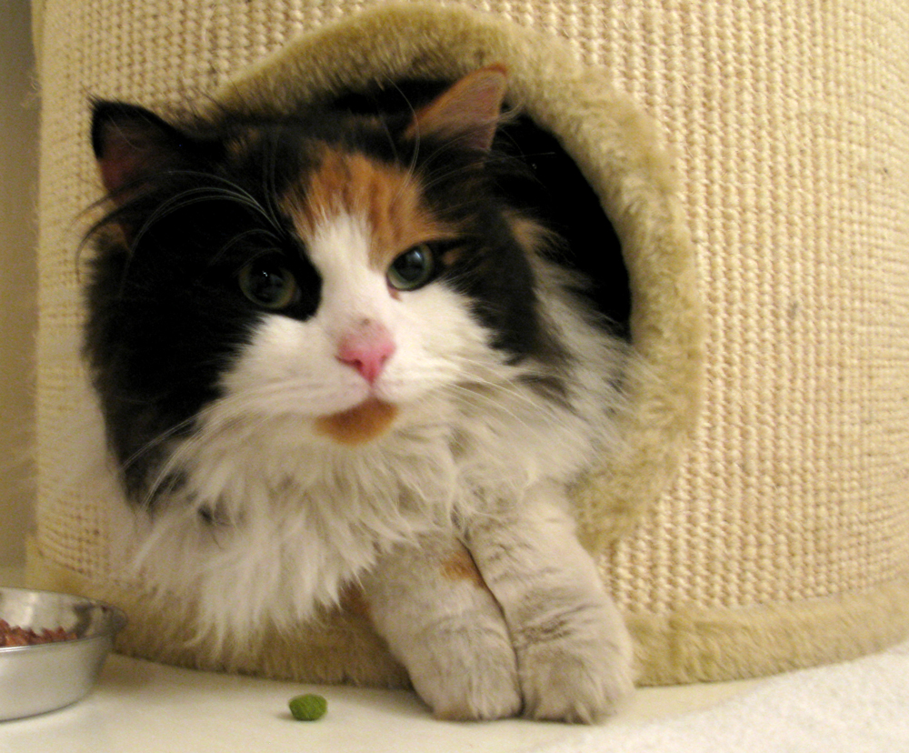 cat