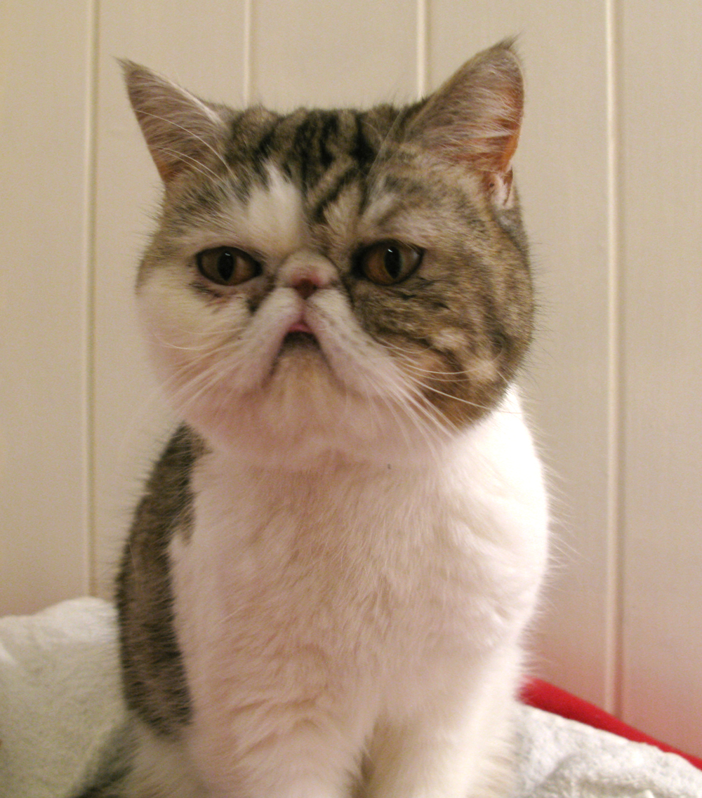 persian