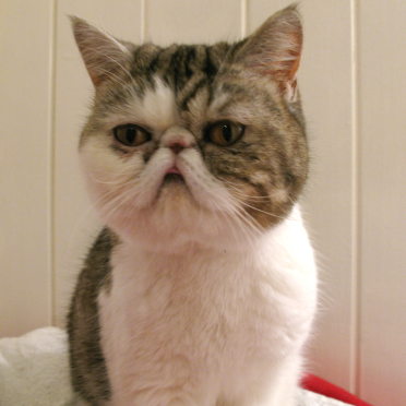 persian