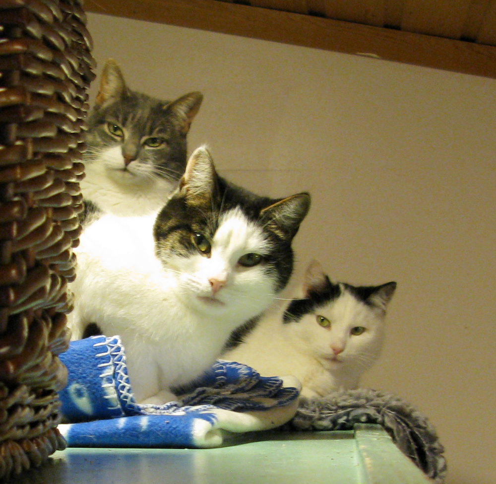 cats