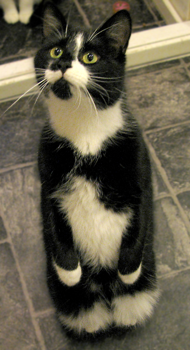 findus
