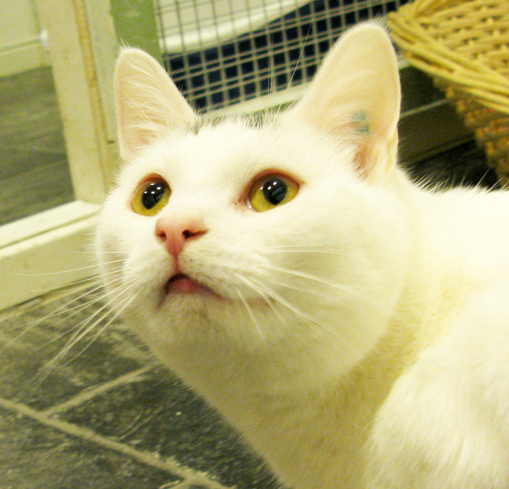 cat