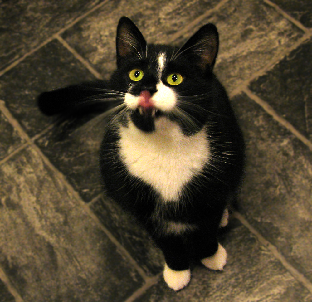 findus