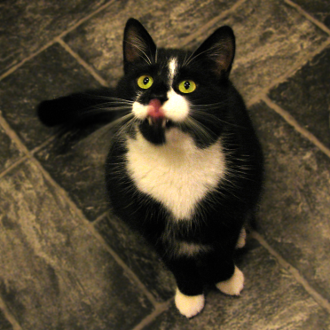 findus