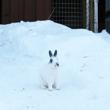 rabbit