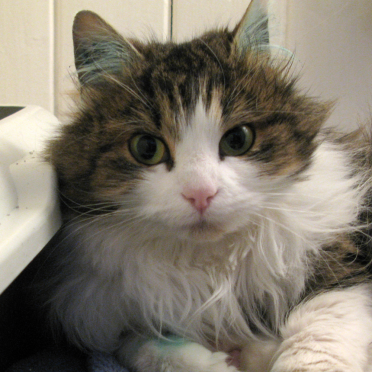 cat