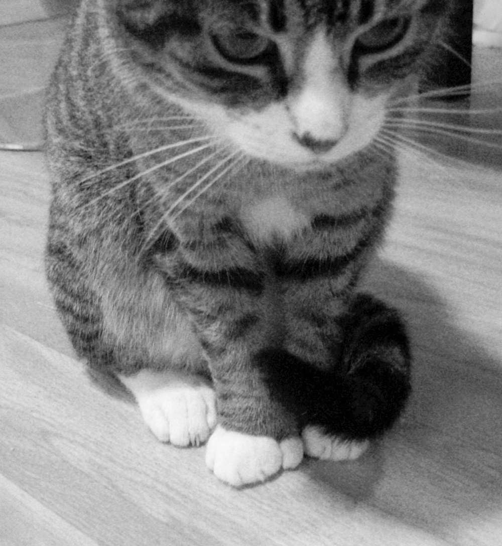 cat
