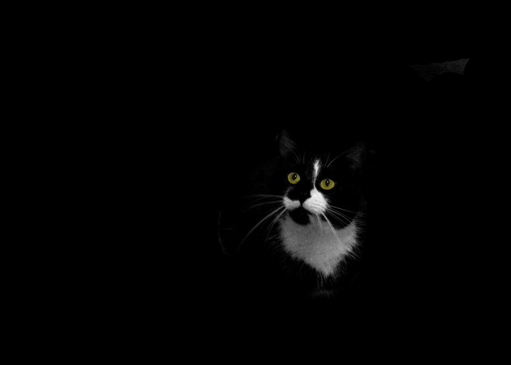 cats - findus