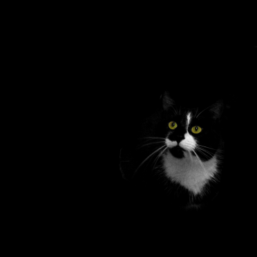 cats - findus