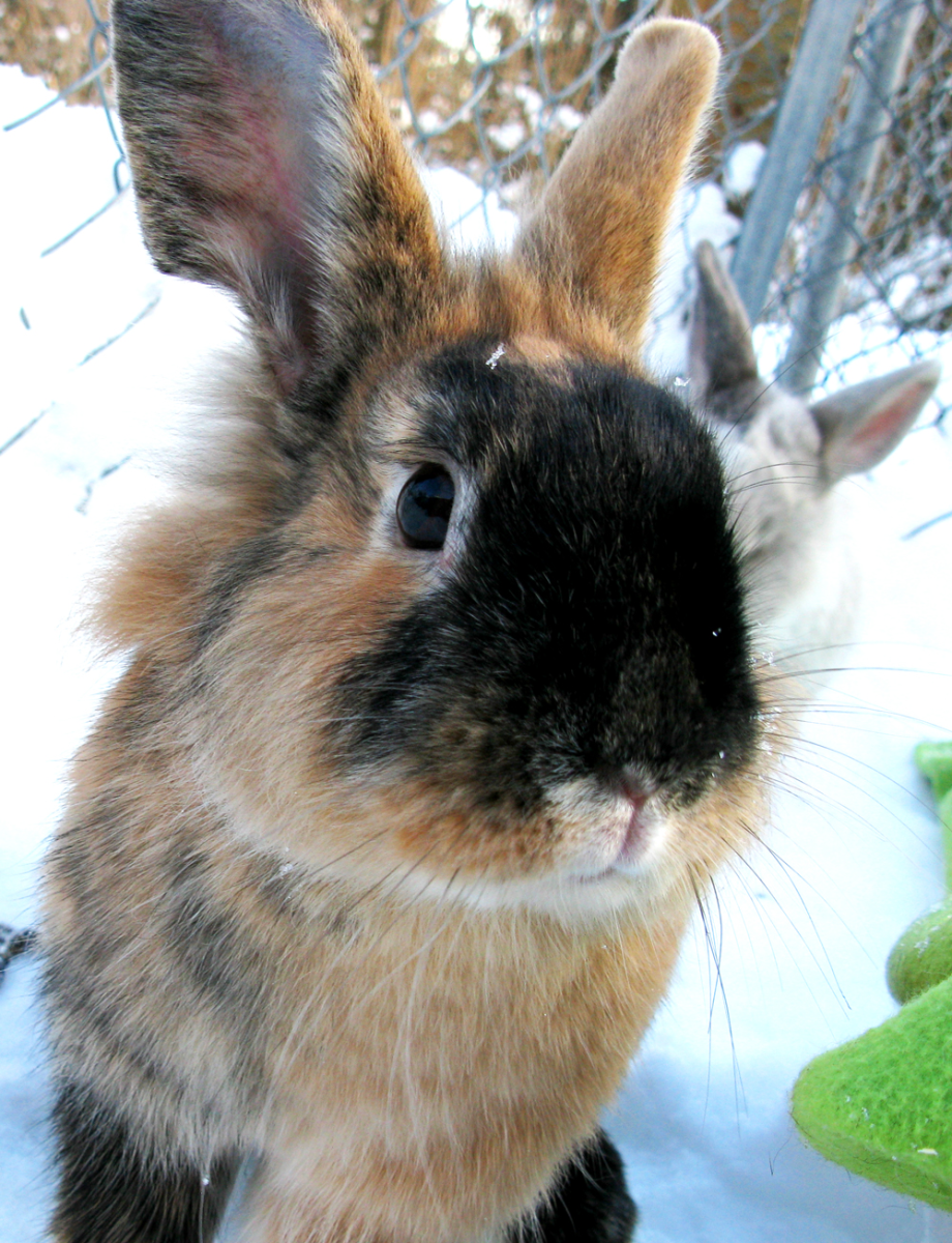 rabbit