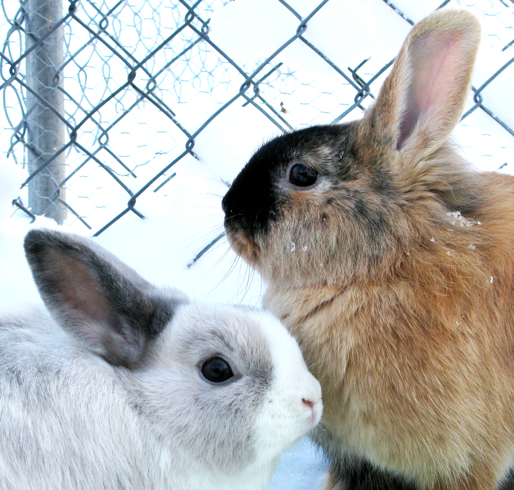 rabbits