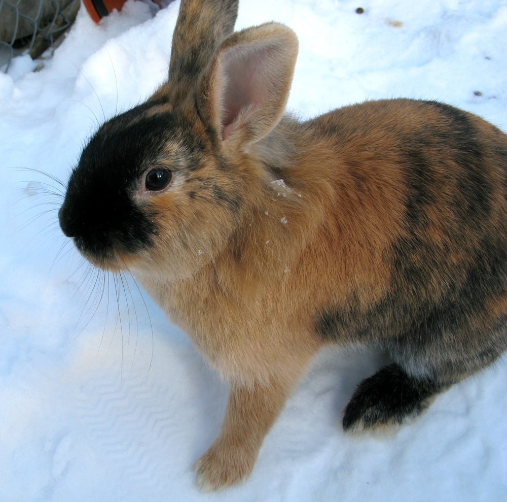 rabbit