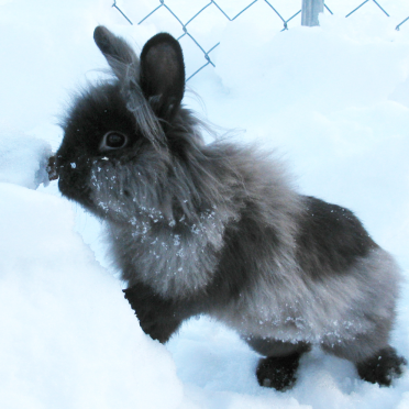 rabbit