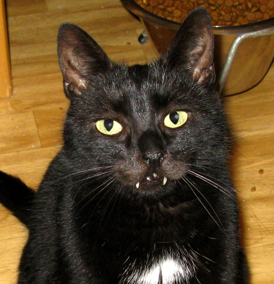 cat