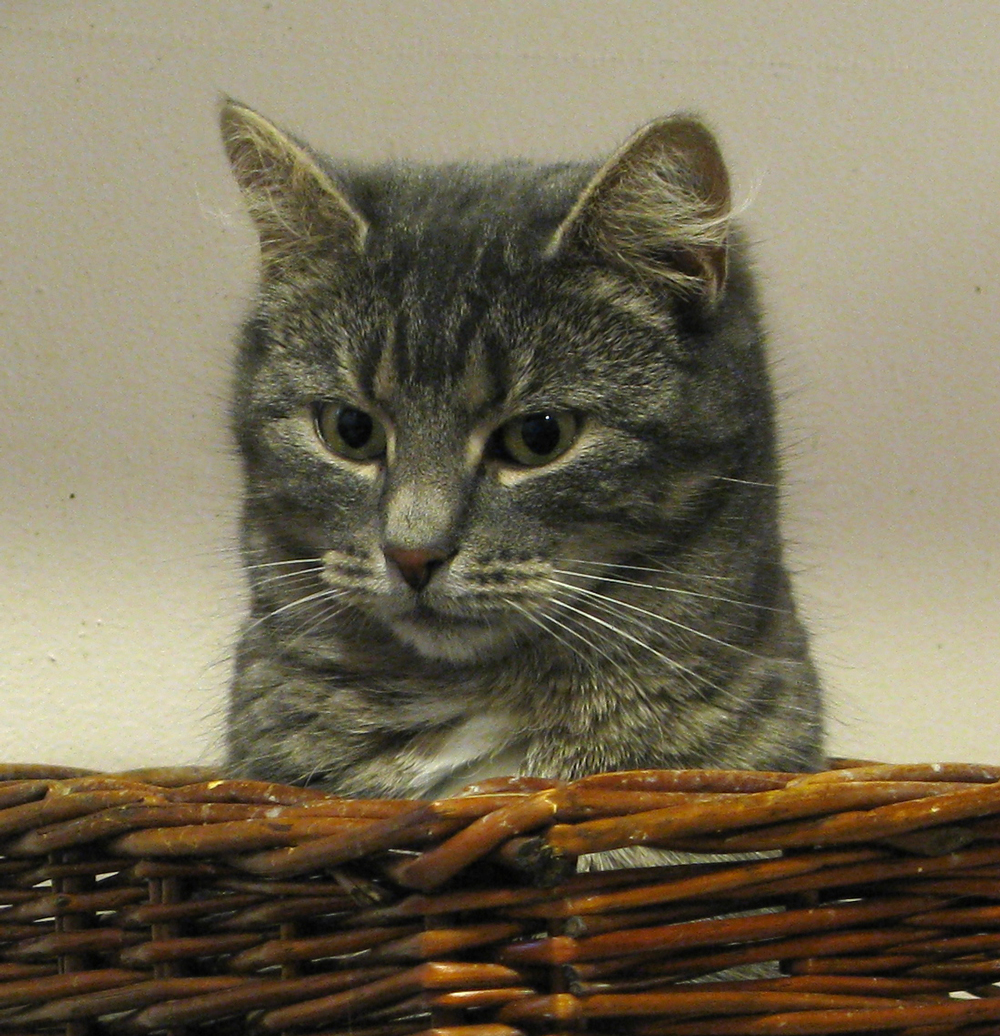 cat