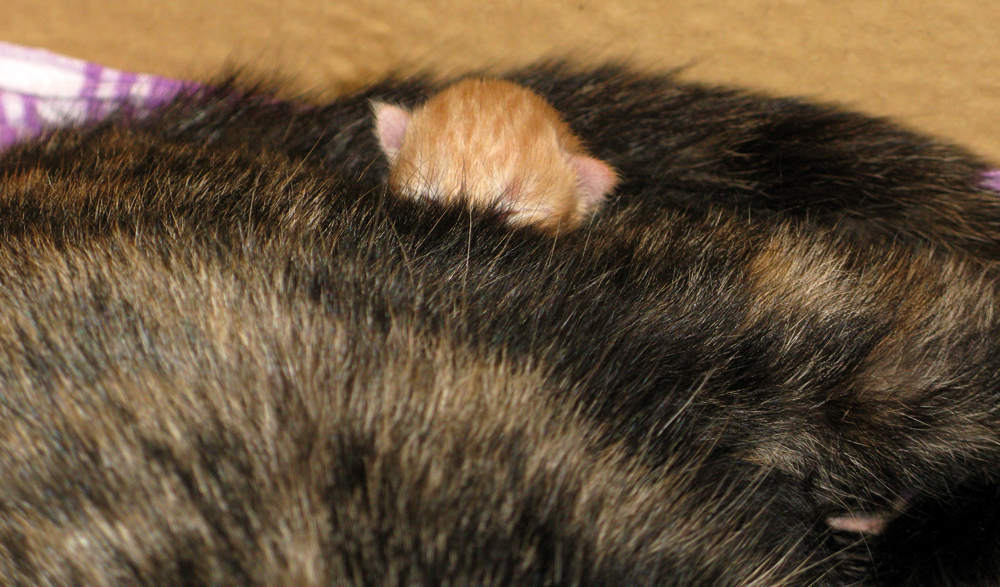 newborn kitten
