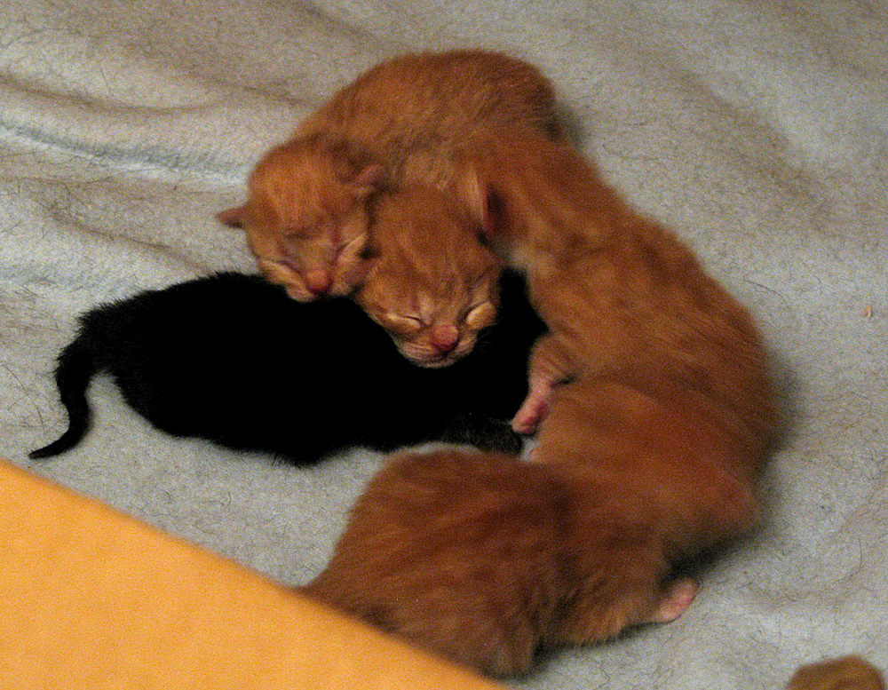 kittens