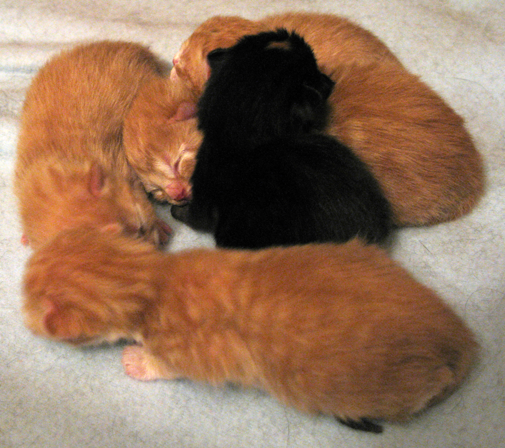 kindle of kittens