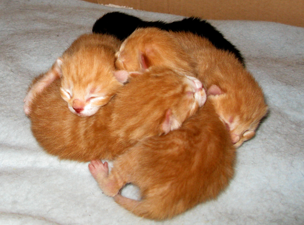 kindle of kittens