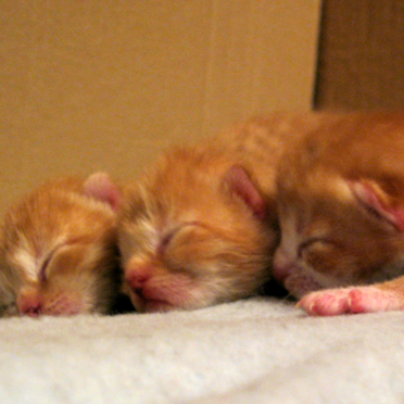 kindle of kittens