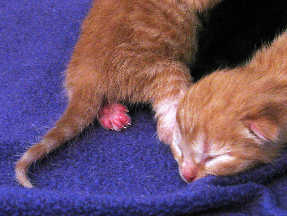 kindle of kittens