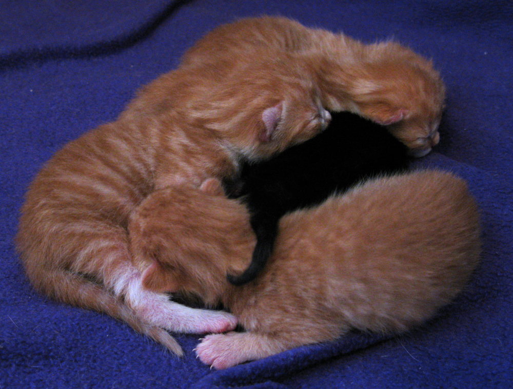 kindle of kittens
