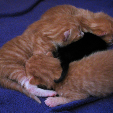 kindle of kittens