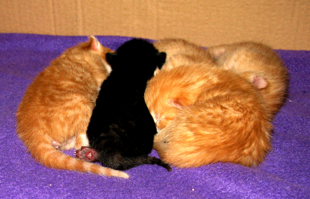 kindle of kittens