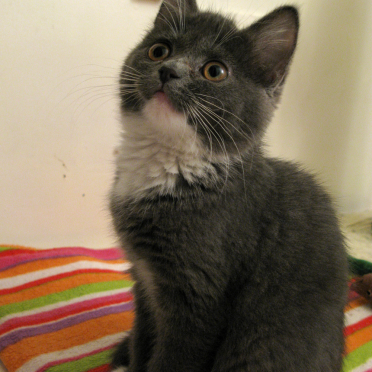 kitten