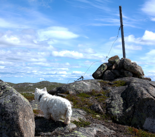 2 trig points and a dog