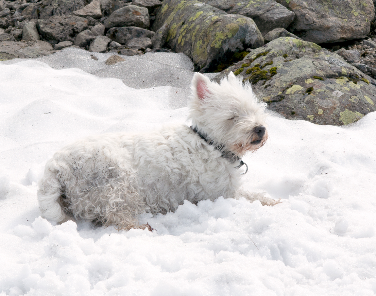 snow! best thing!