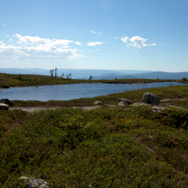 bear pond
