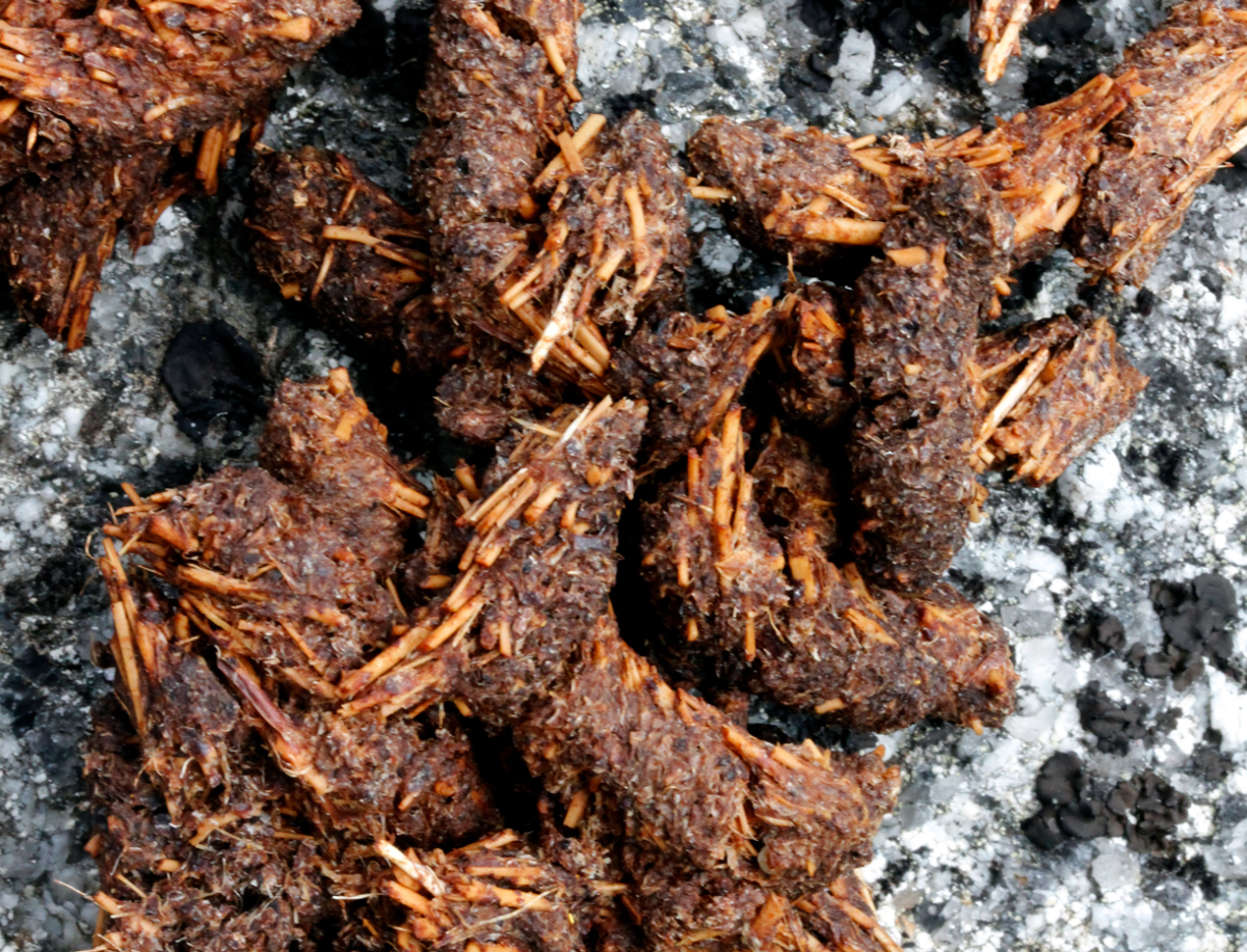 ptarmigan poo