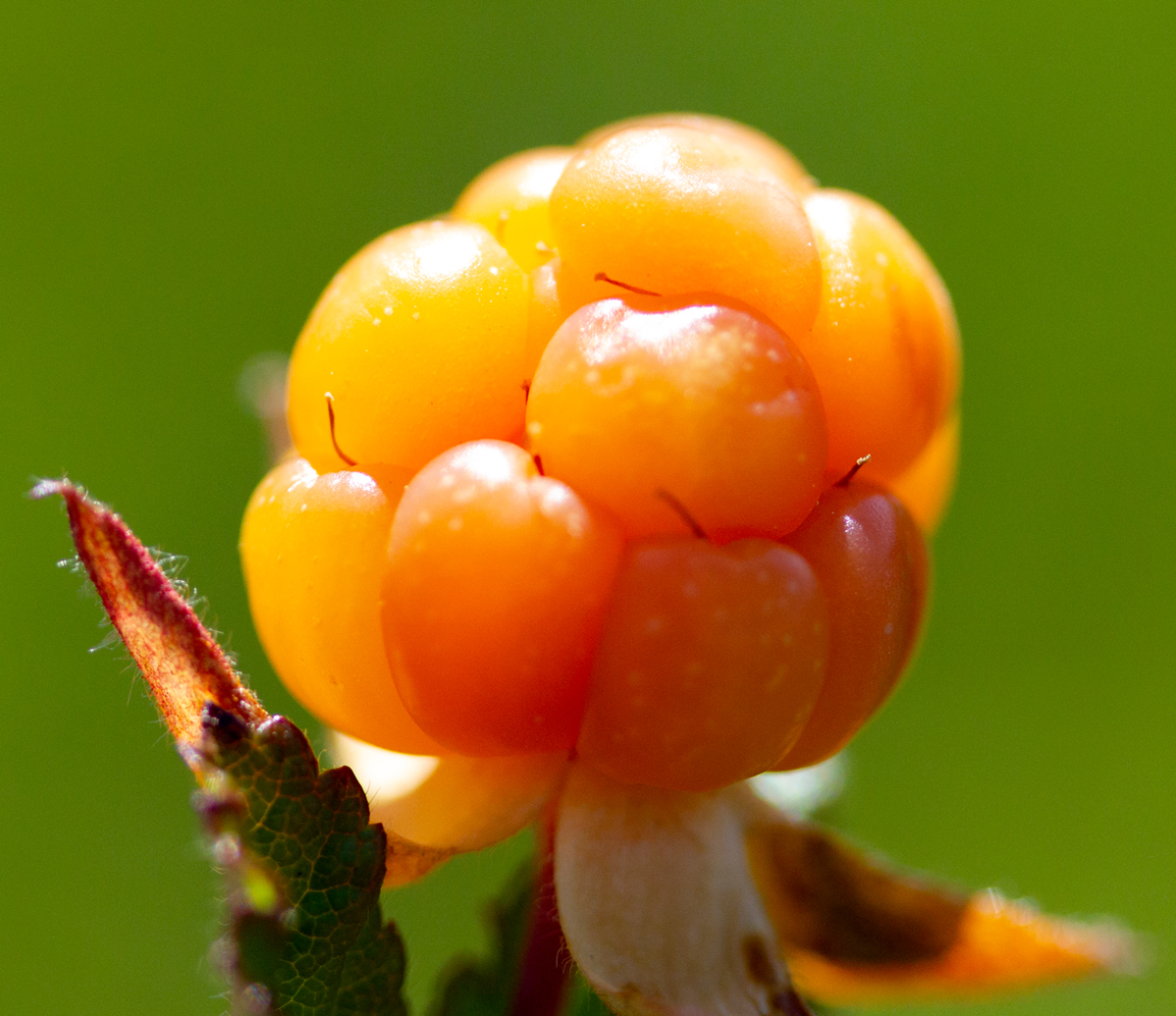 cloudberries