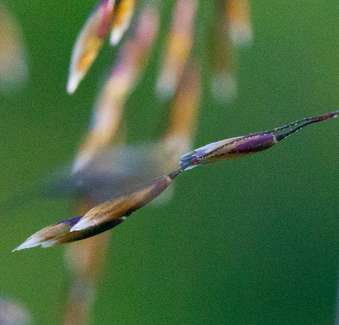 straw