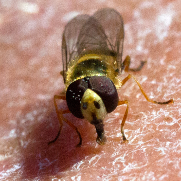 hoverfly