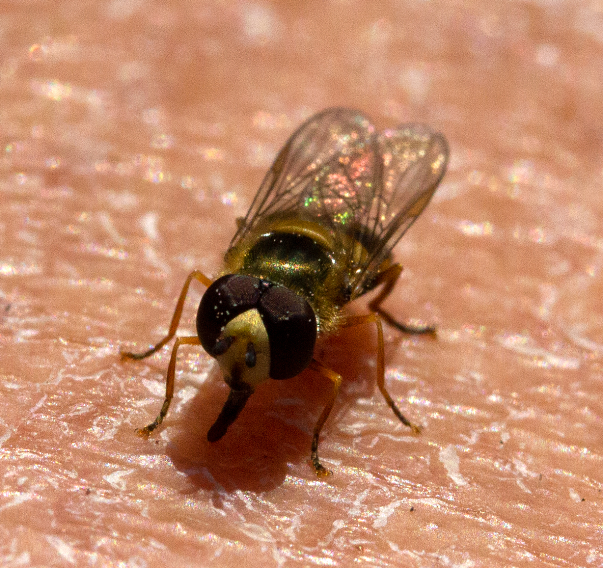 hoverfly