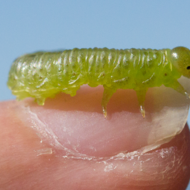 little caterpillar 