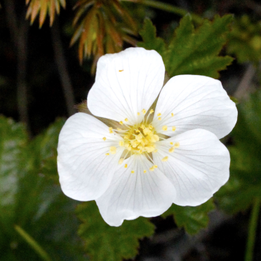 cloudberries 