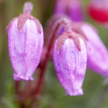 blue heath
