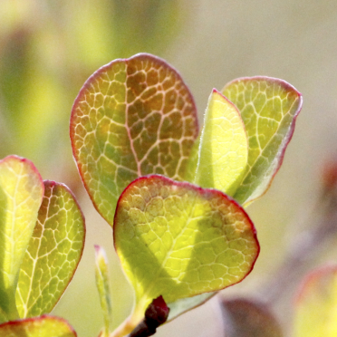 blueberry leaves 