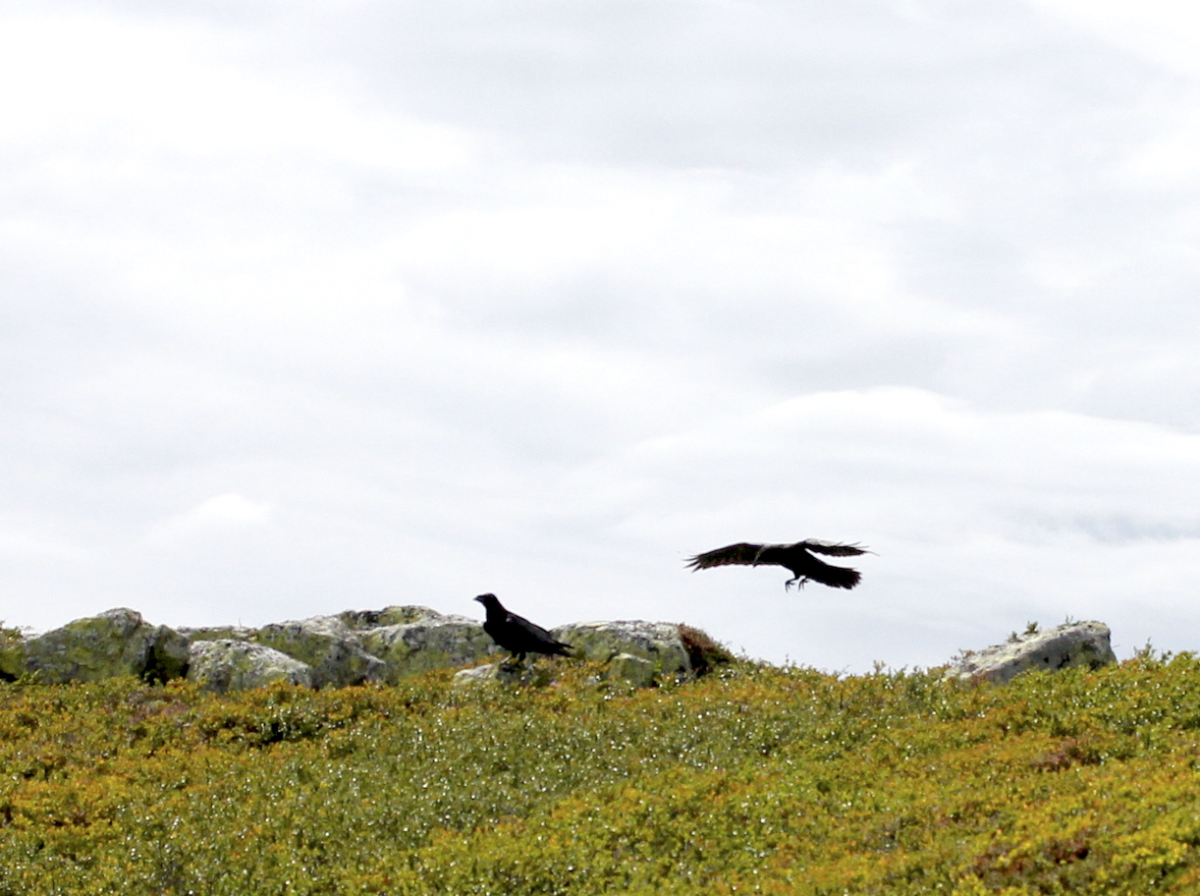 Hugin og Munin