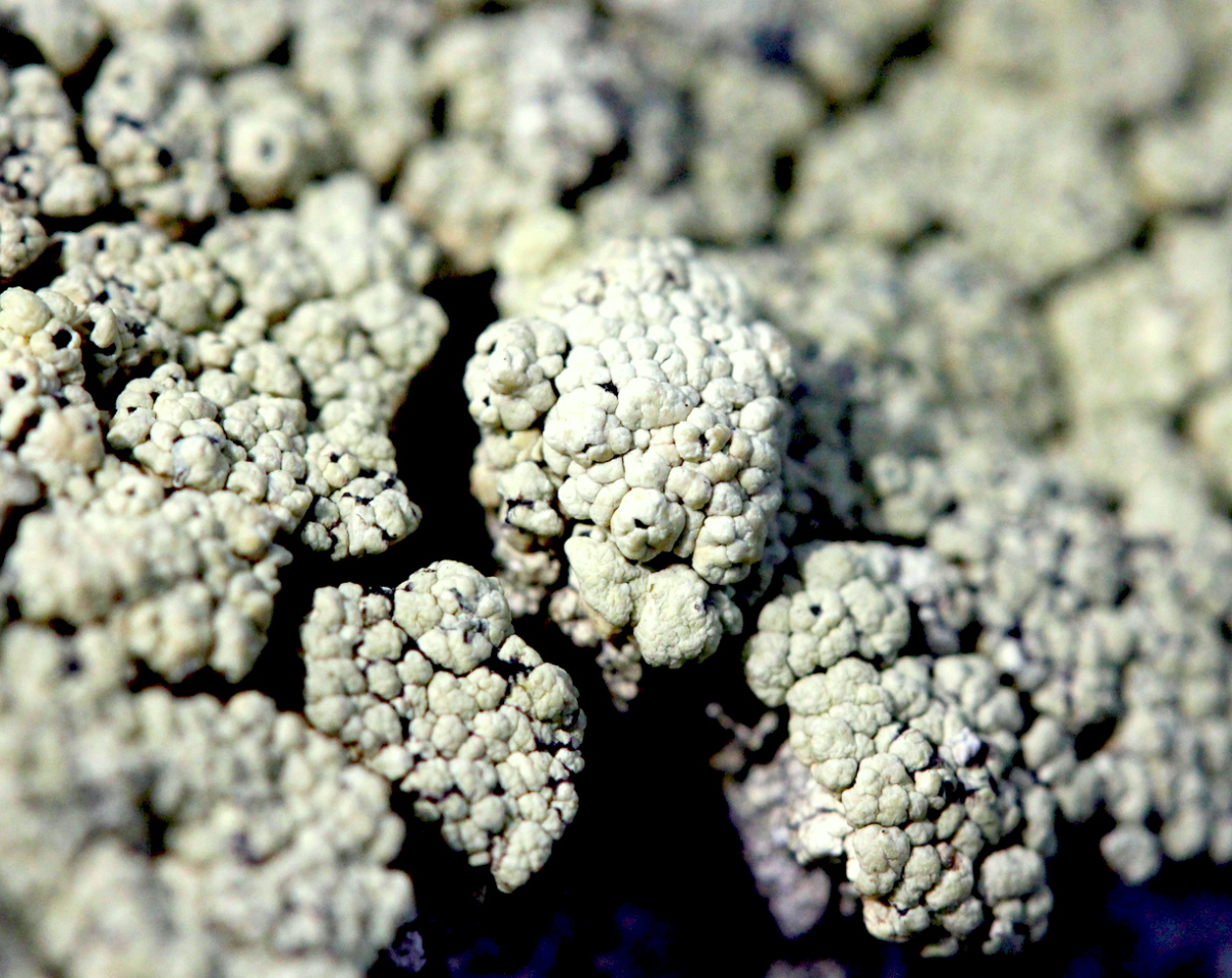 tiny worlds