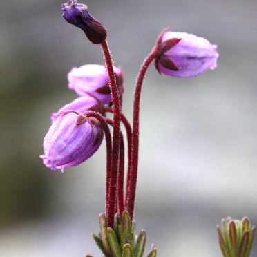 blue heath
