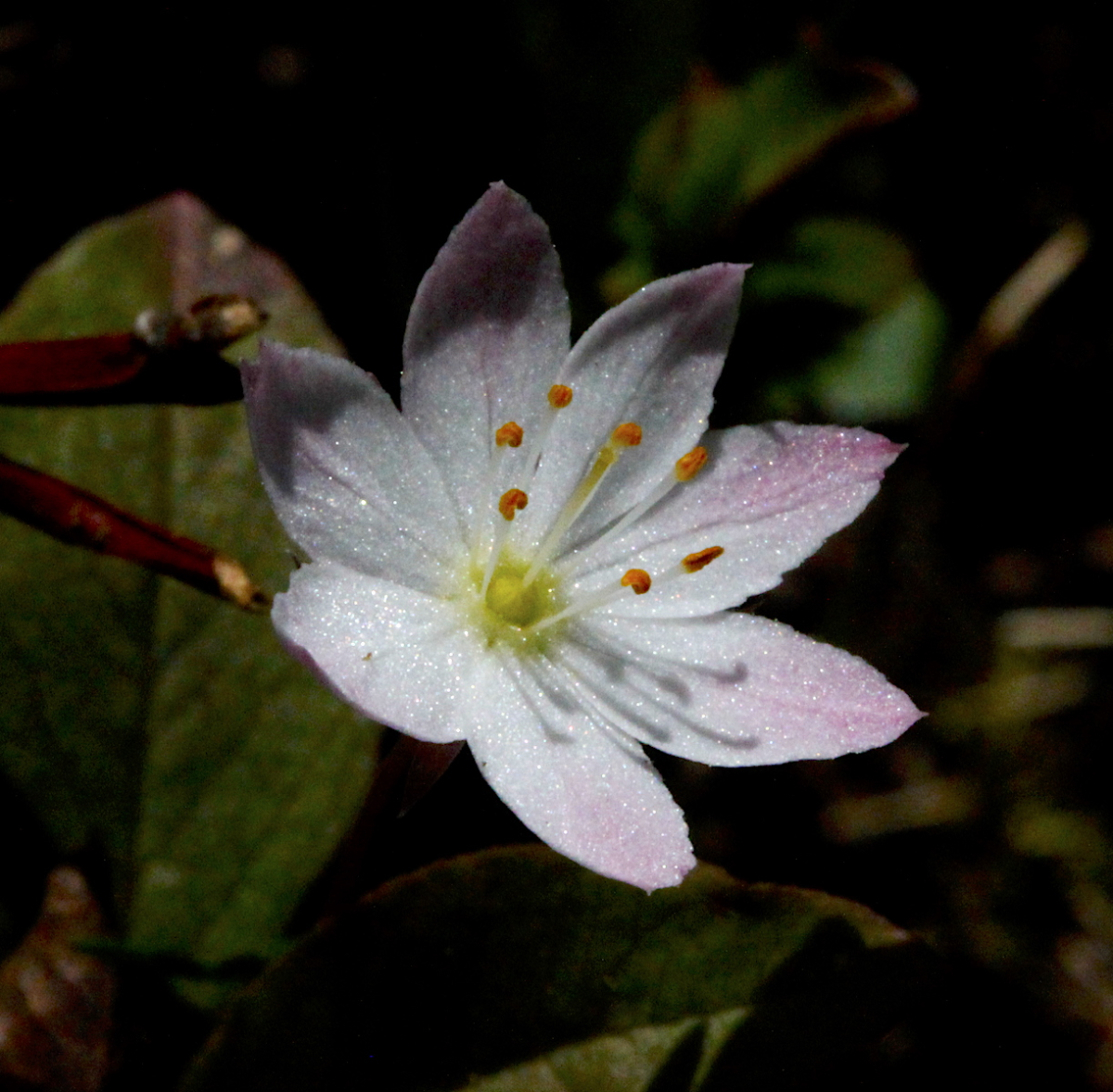  arctic starflower