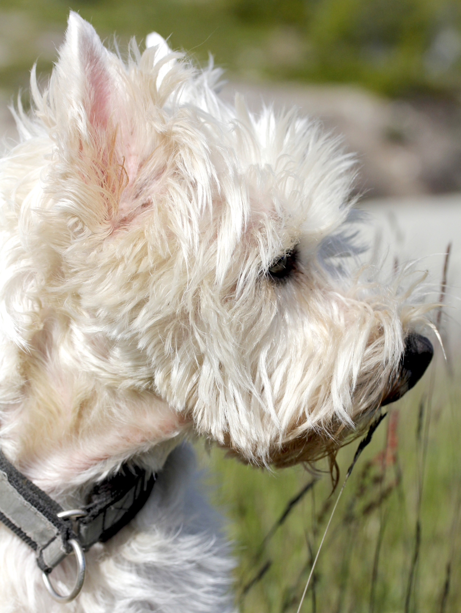 connie westie