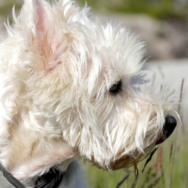 connie westie