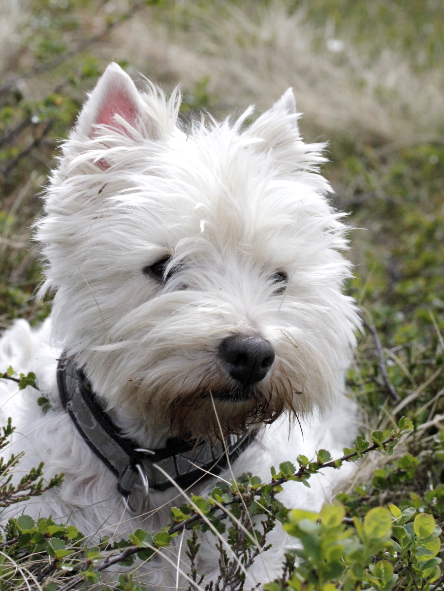 connie westie