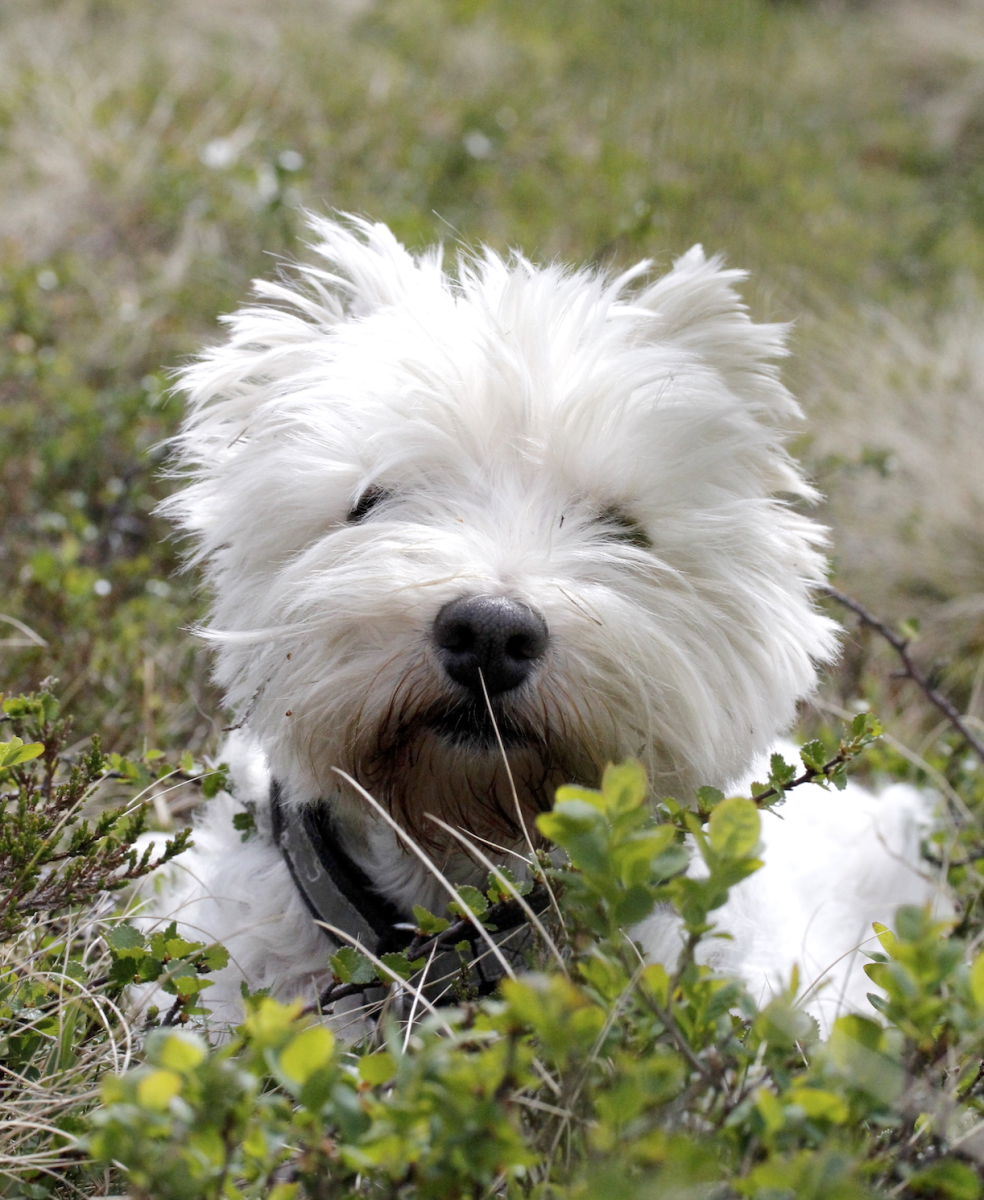 connie westie