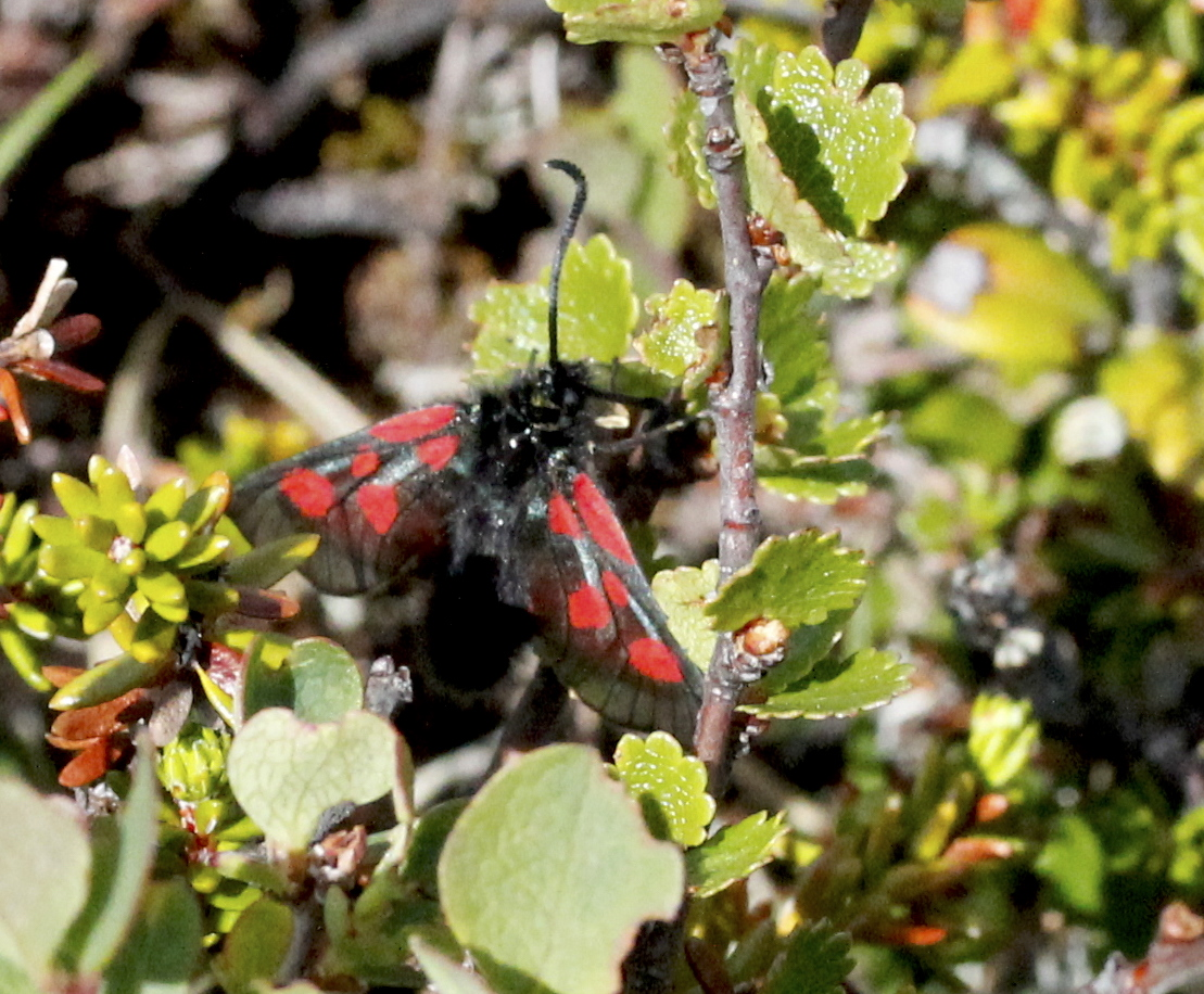 Six-spot burnet